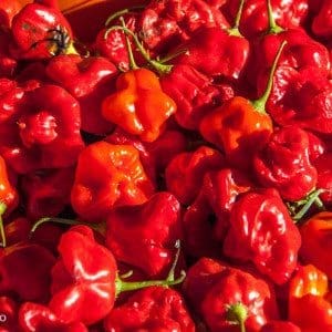 Chili - Peperita - Dolcevita.no