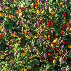 Chili - Peperita - Dolcevita.no