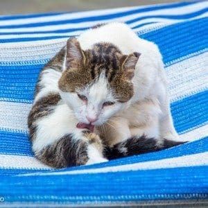 Katt som slikker sine poter i blå båt