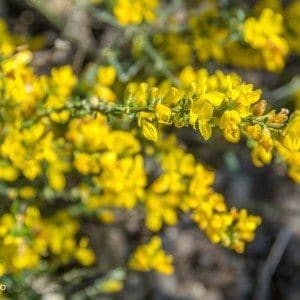 Gule blomster