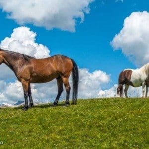 Rundt Sassopiatto - Dolomitten - Dolcevita.no