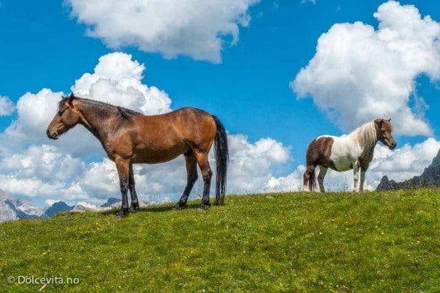 Rundt Sassopiatto - Dolomitten - Dolcevita.no