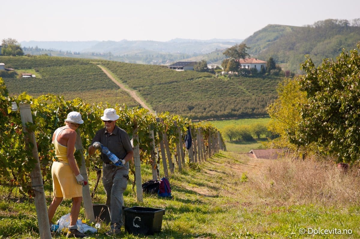 Vinhøsting i Nizza Monferrato i Piemonte